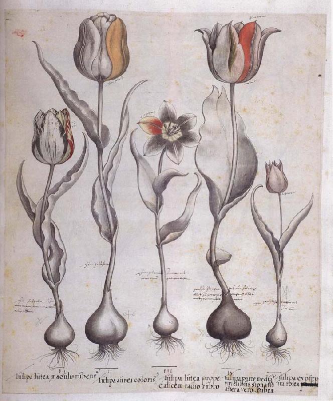 Basilius Besler Drawing for the Hortus Eystettensis oil painting image